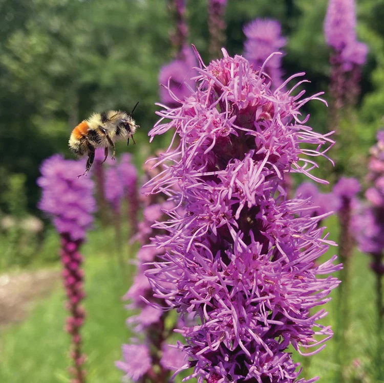 POLLINATOR GARDEN SEED KIT - Image 9
