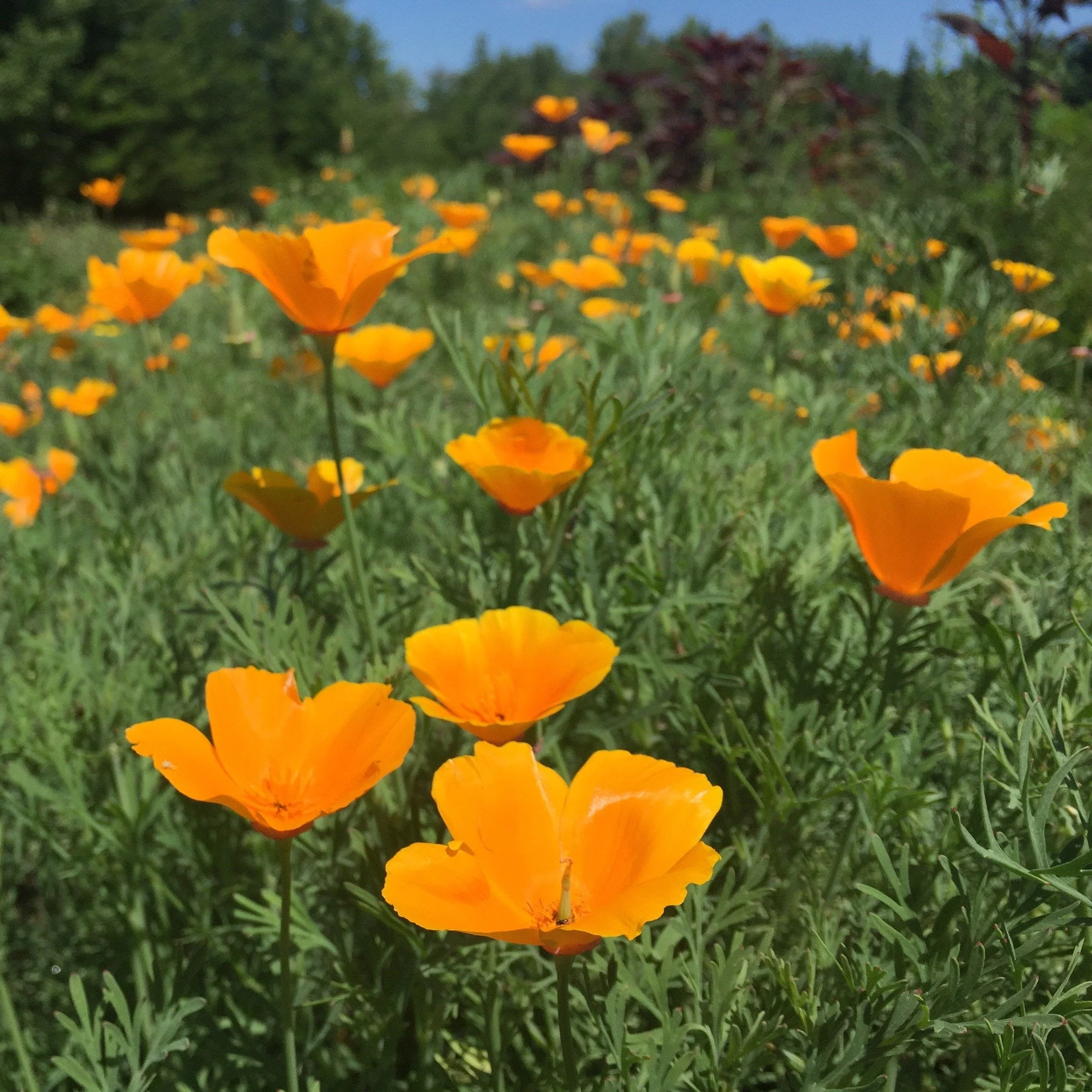 Poppy, California Orange (Eschscholzia californica)
