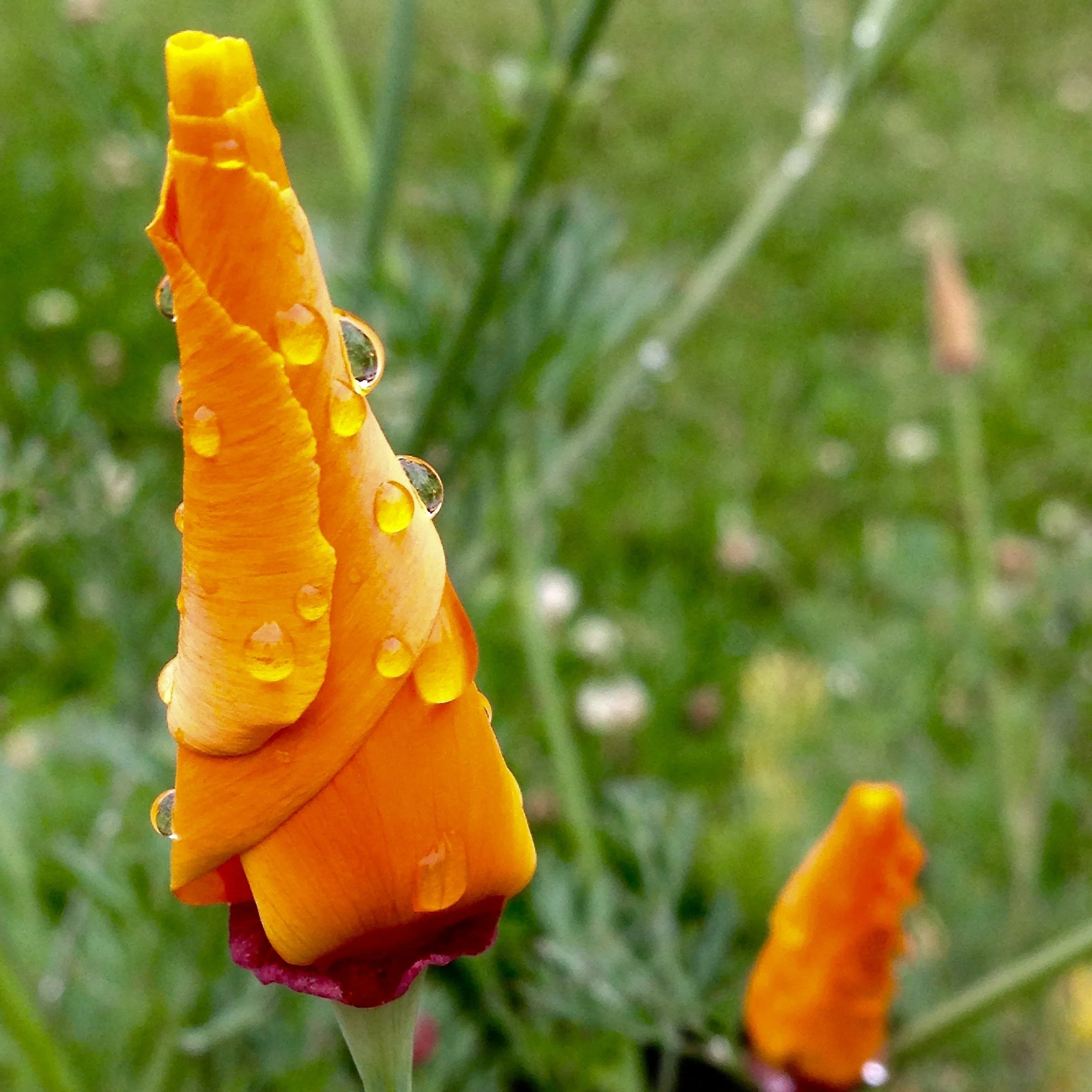 Poppy, California Orange (Eschscholzia californica) - Image 3