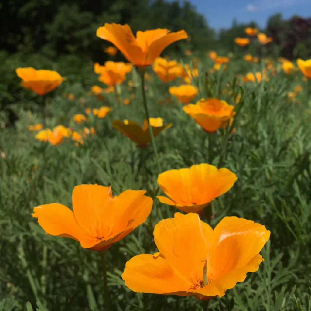 Poppy, California Orange (Eschscholzia californica) - Image 4