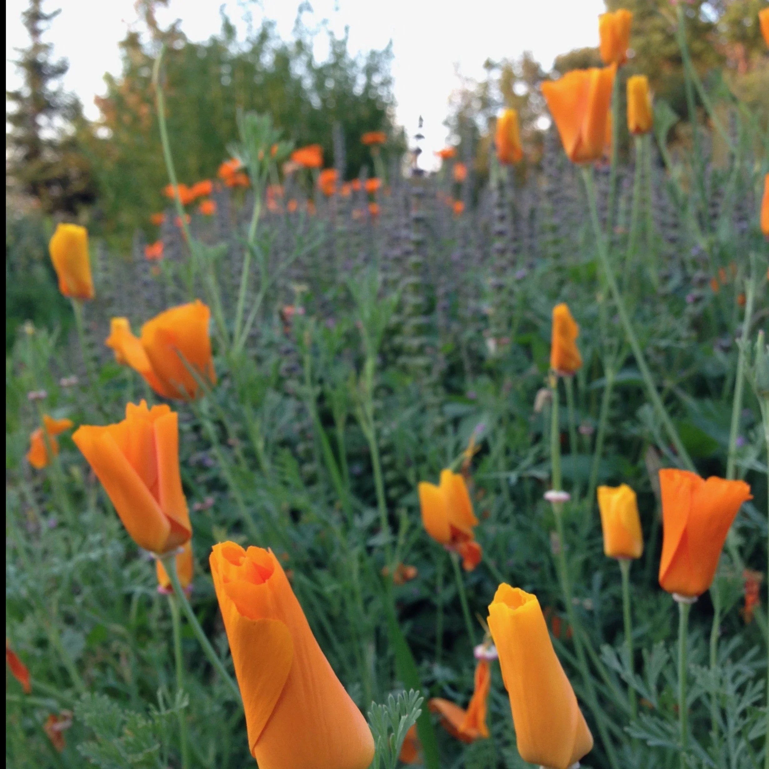 Poppy, California Orange (Eschscholzia californica) - Image 5