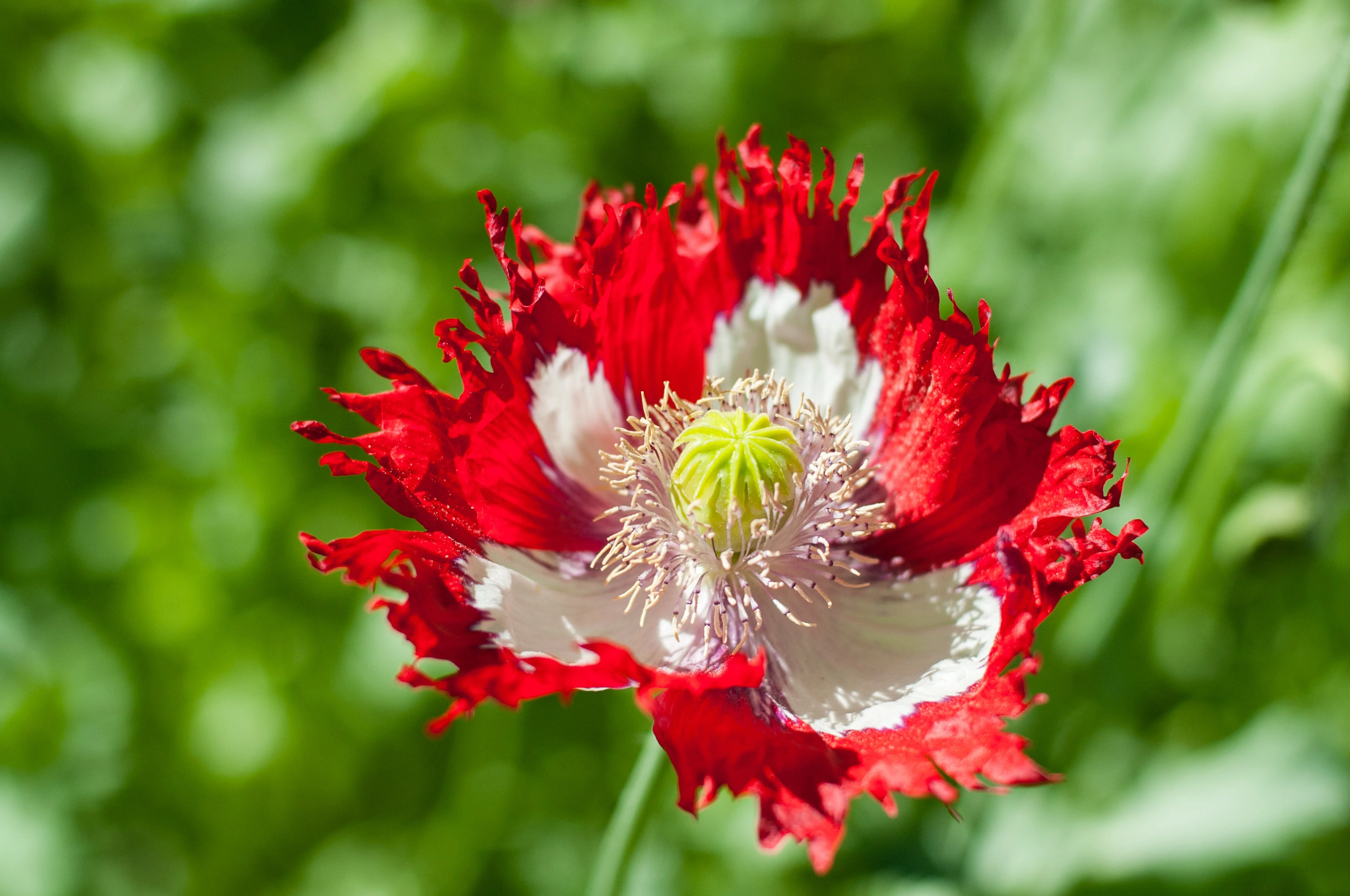 Poppy, Danish Flag (Papaver somniferum) - Image 2