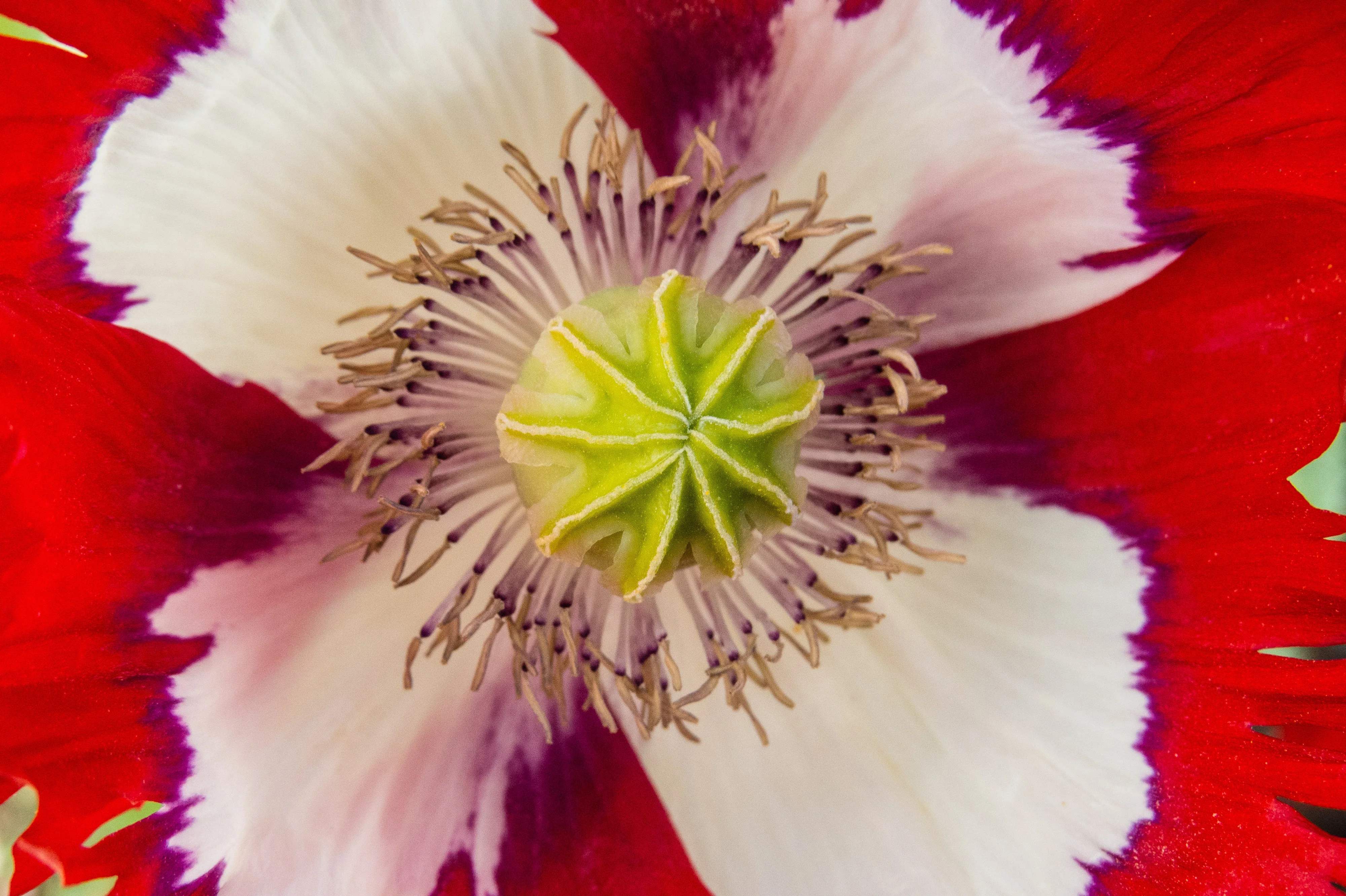 Poppy, Danish Flag (Papaver somniferum) - Image 3