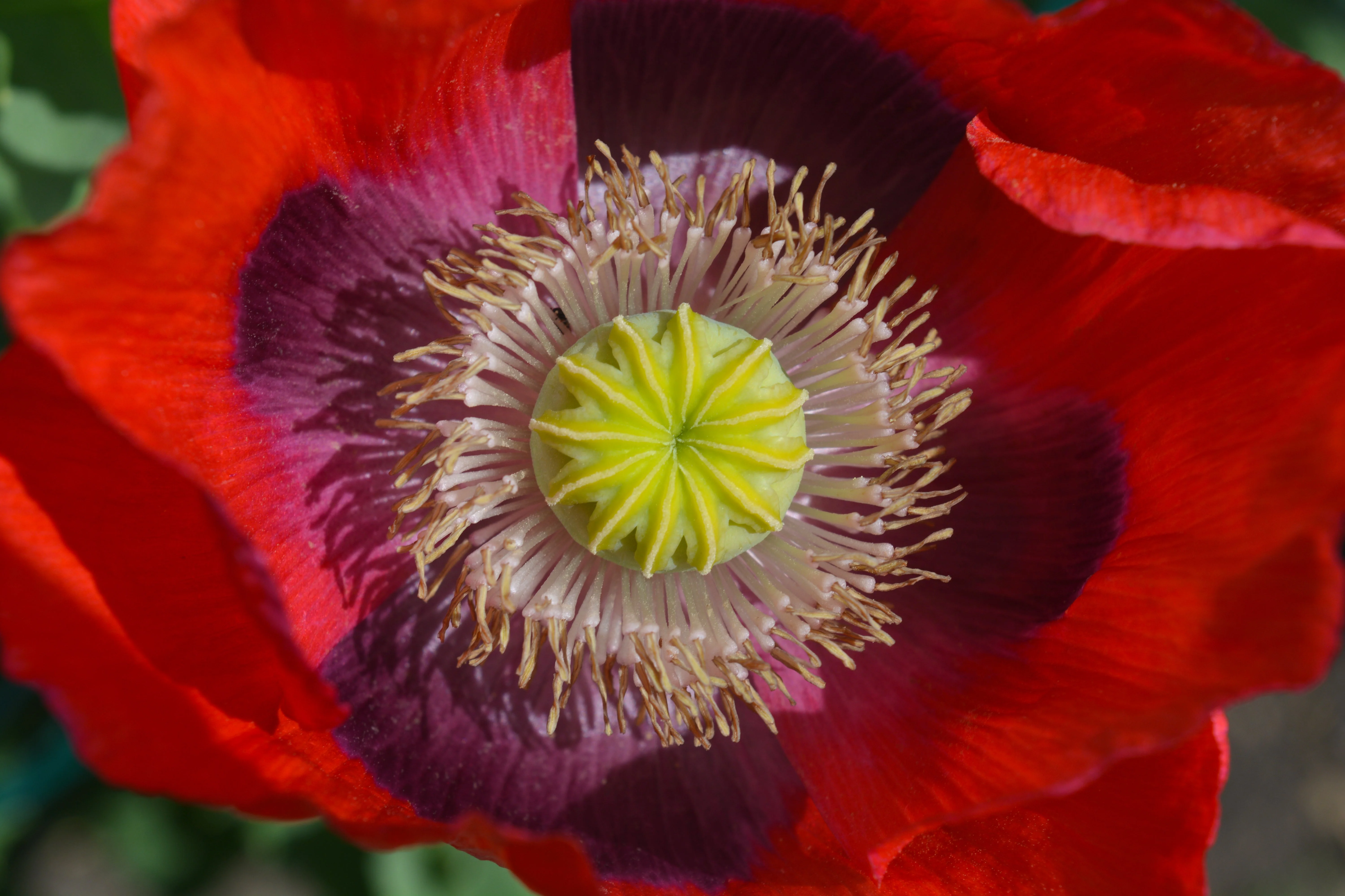 Poppy, Velvet Garden Mix (Papaver somniferum) - Image 2