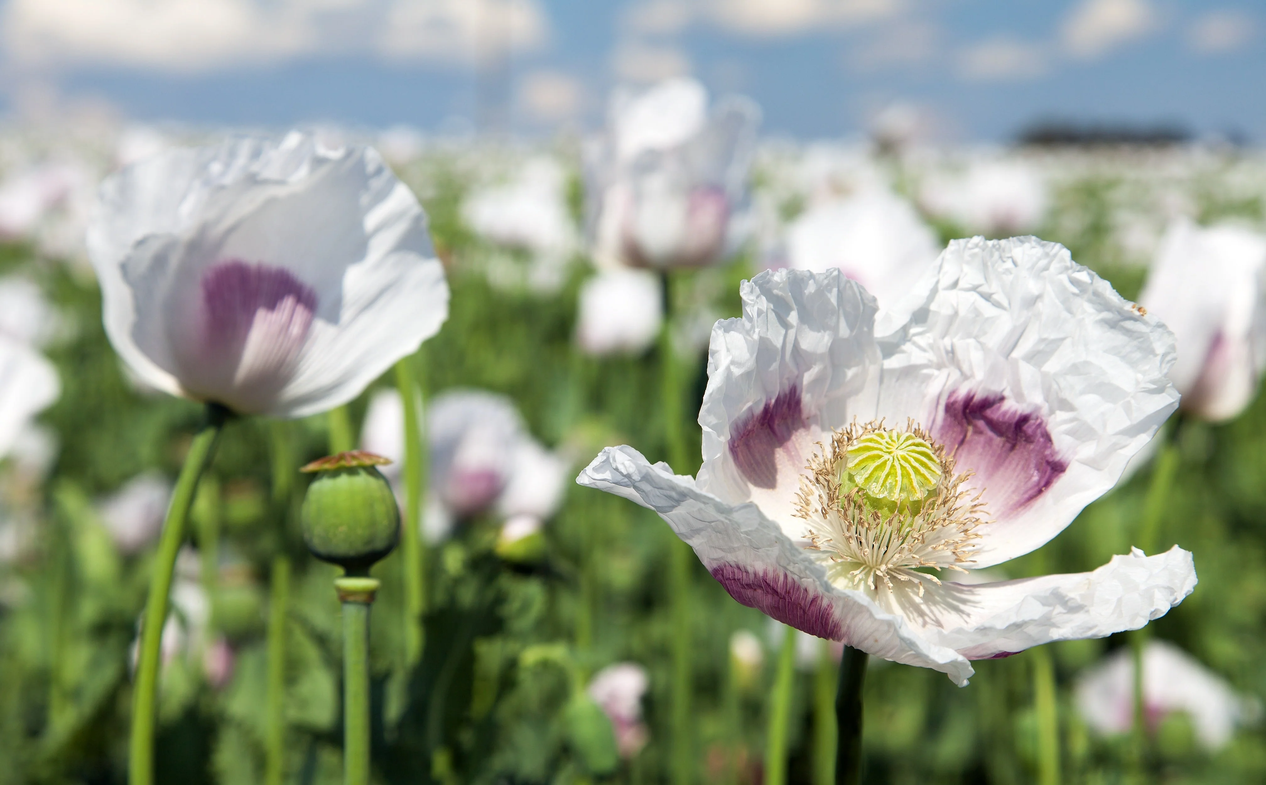 Poppy, Velvet Garden Mix (Papaver somniferum) - Image 4
