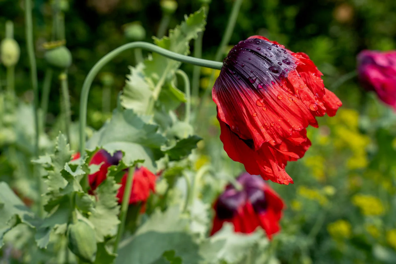 Poppy, Velvet Garden Mix (Papaver somniferum) - Image 5