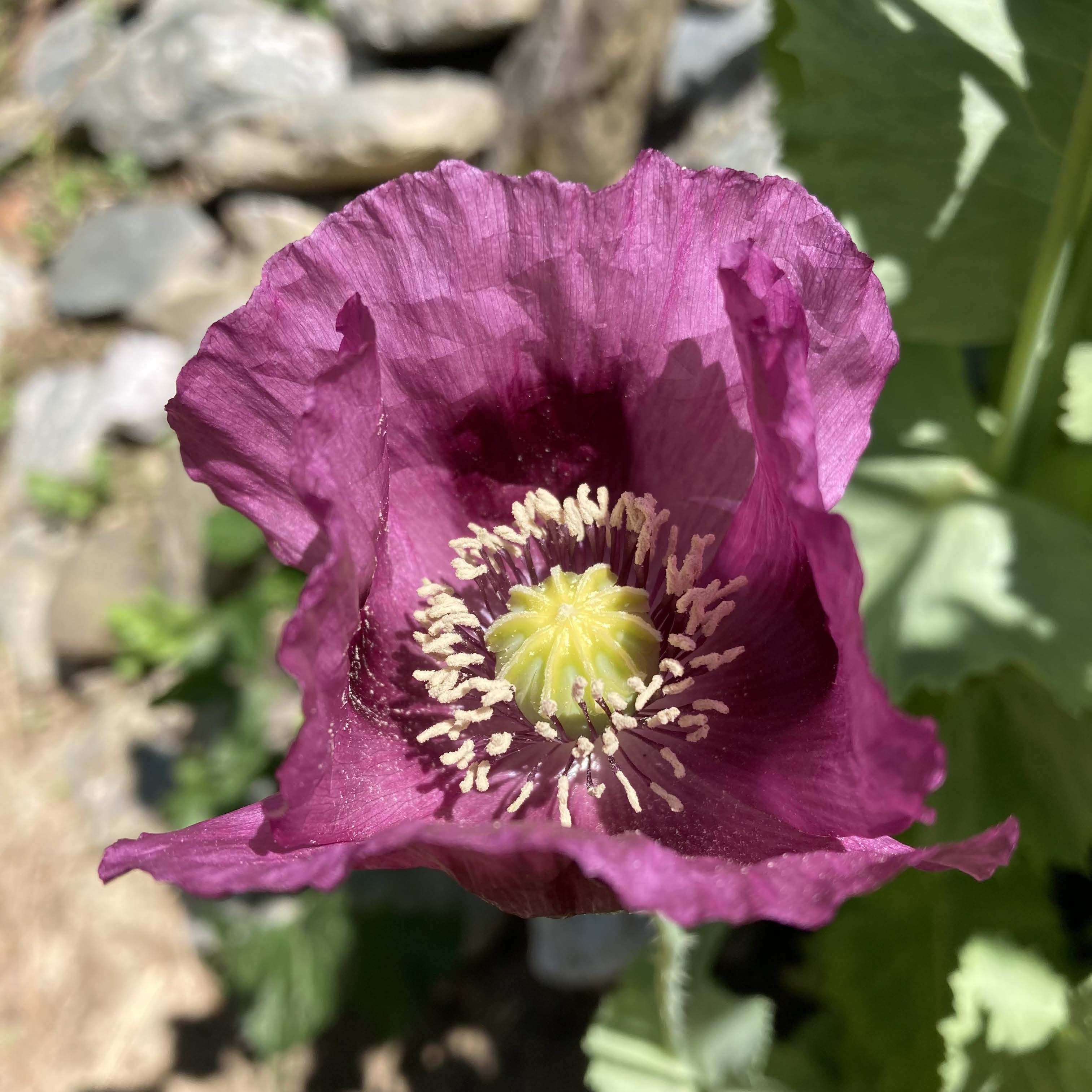 Poppy, Velvet Garden Mix (Papaver somniferum) - Image 6