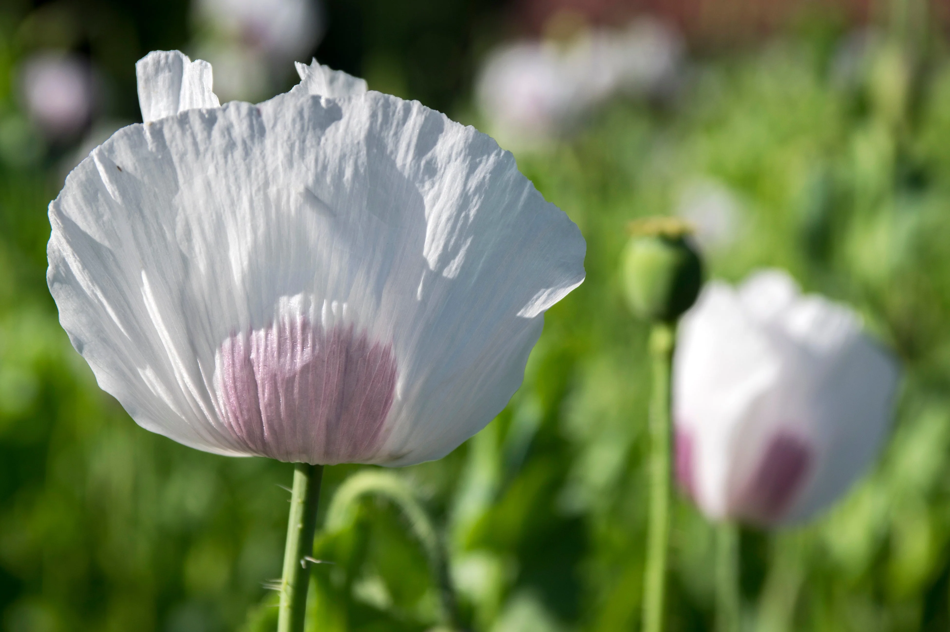 Poppy, Velvet Garden Mix (Papaver somniferum) - Image 7