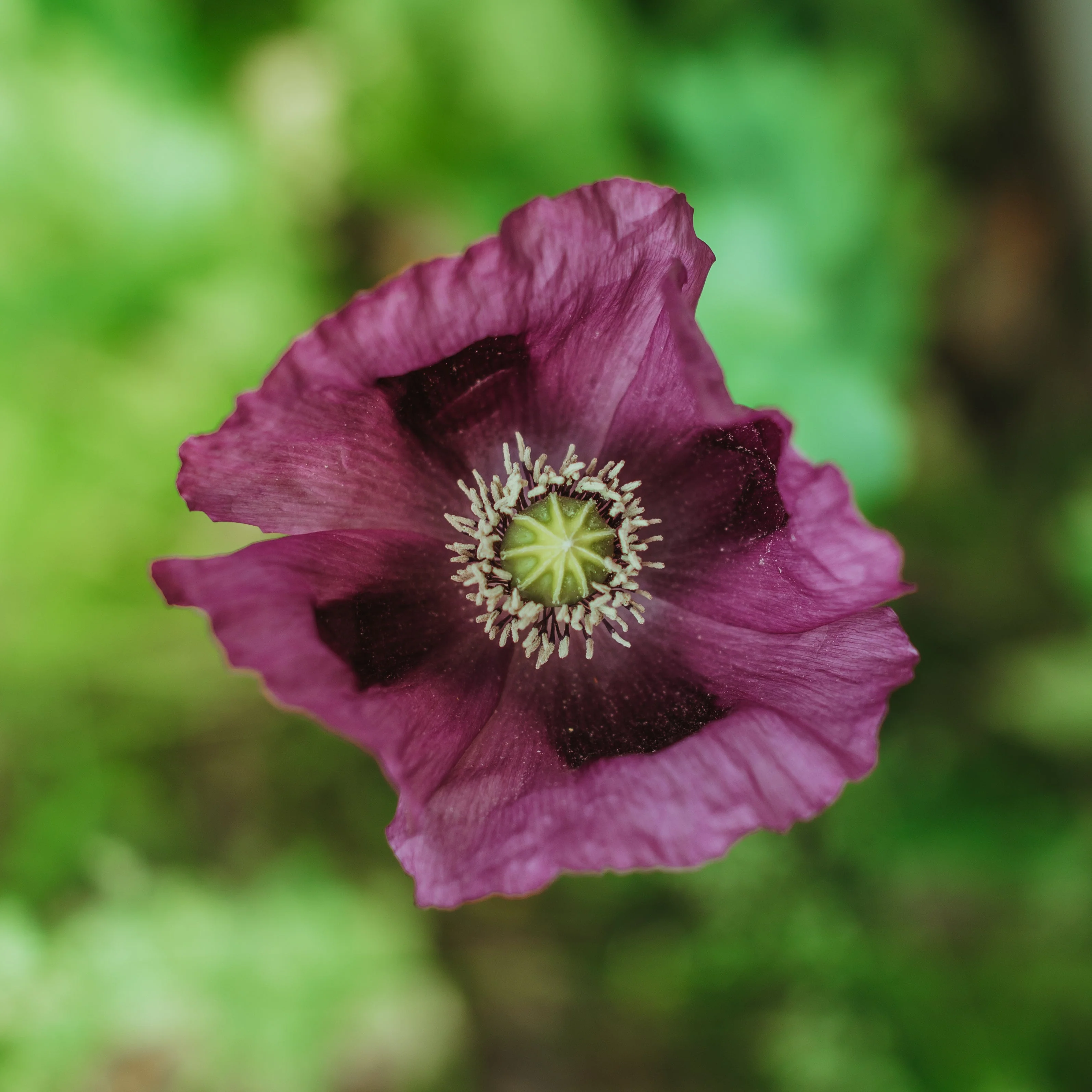 Poppy, Velvet Garden Mix (Papaver somniferum) - Image 8