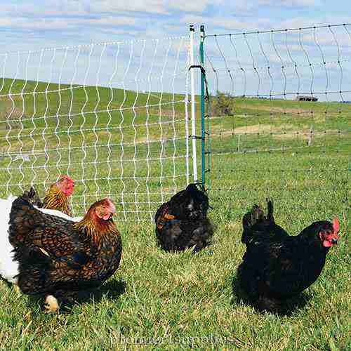 PoultryNet Plus 12/42/3 Starter Kit (Green/Black) - Image 3