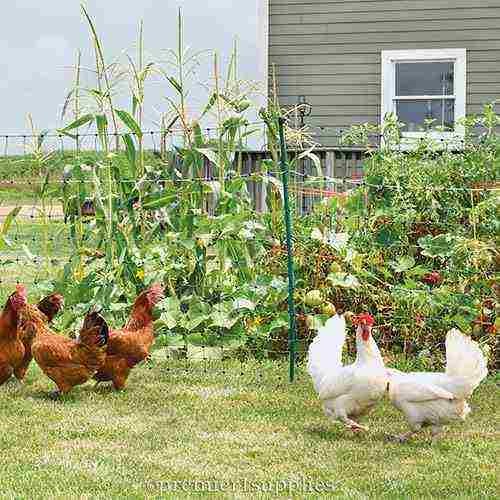 PoultryNet Plus 12/42/3 Starter Kit (Green/Black) - Image 4