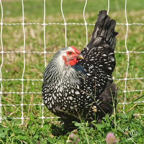 PoultryNet Plus 12/48/3 Starter Kit (Green/Black) - Image 3