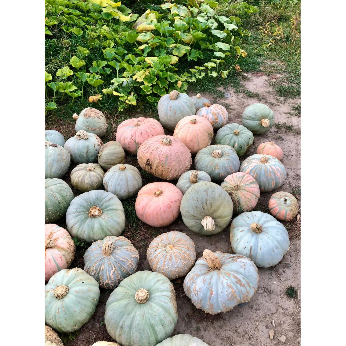 Pueblo Hubbard Squash - Image 3