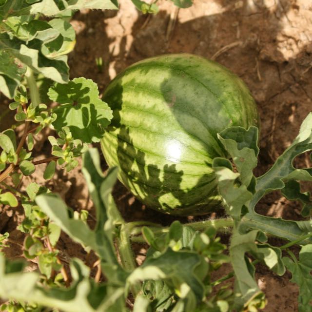 Pueblo Watermelon Mix - Image 2