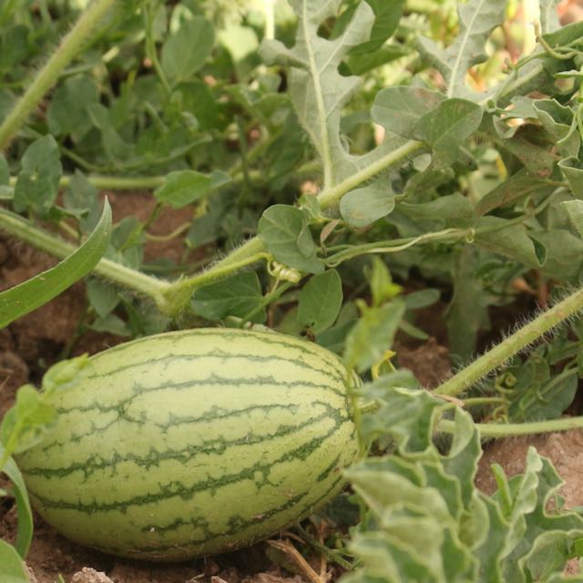 Pueblo Watermelon Mix - Image 4
