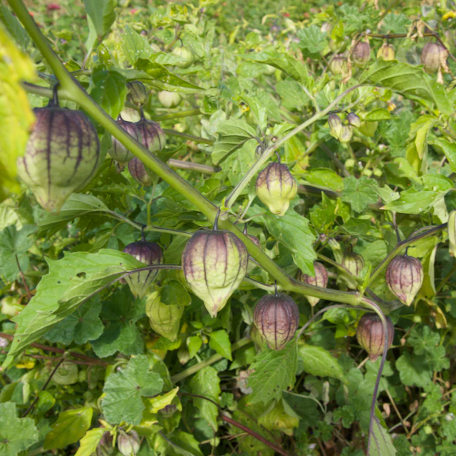 Purple de Milpa Tomatillos - Image 2