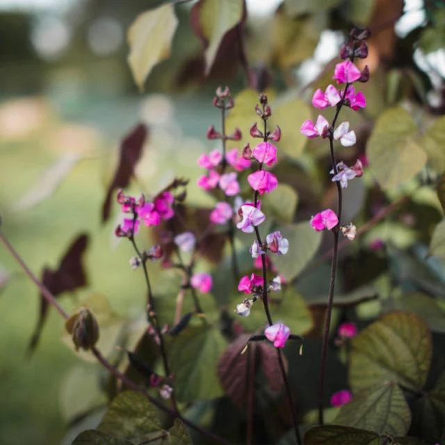 Purple Hyacinth Bean - Image 2
