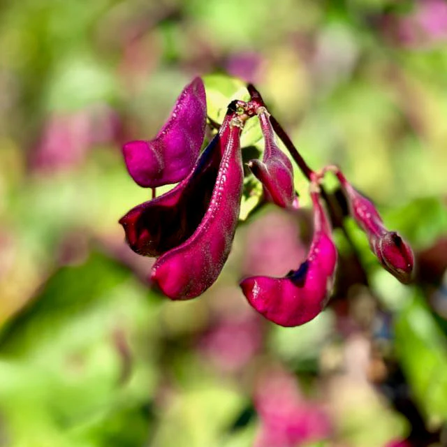 Purple Hyacinth Bean - Image 3