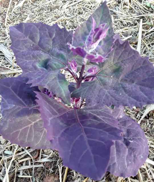 Purple Orach - Image 2