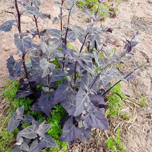 Purple Orach - Image 3