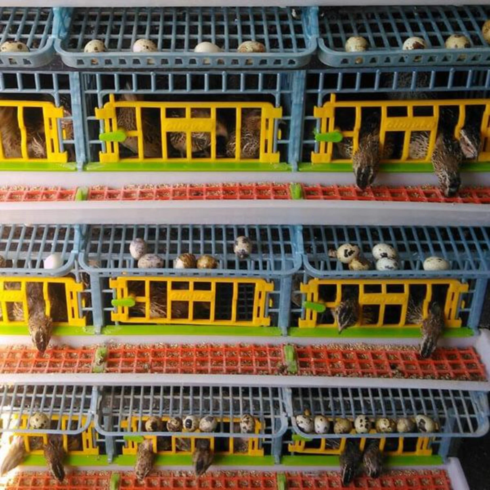 Quail Cage - 5 Layer - Image 3