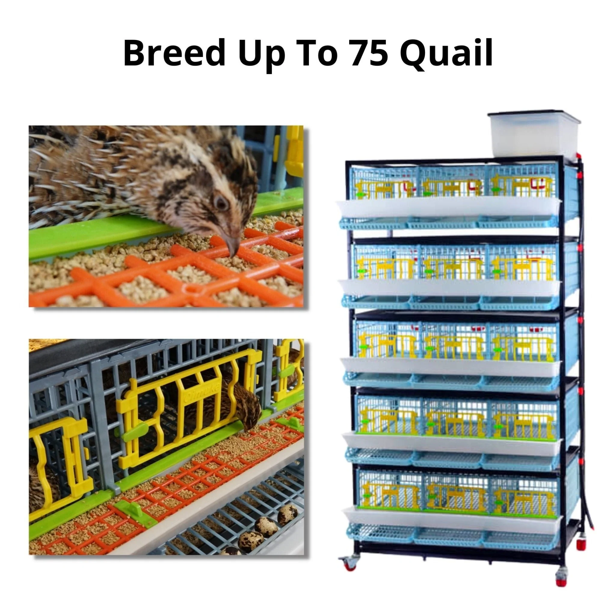 Quail Professional Kit - Image 2