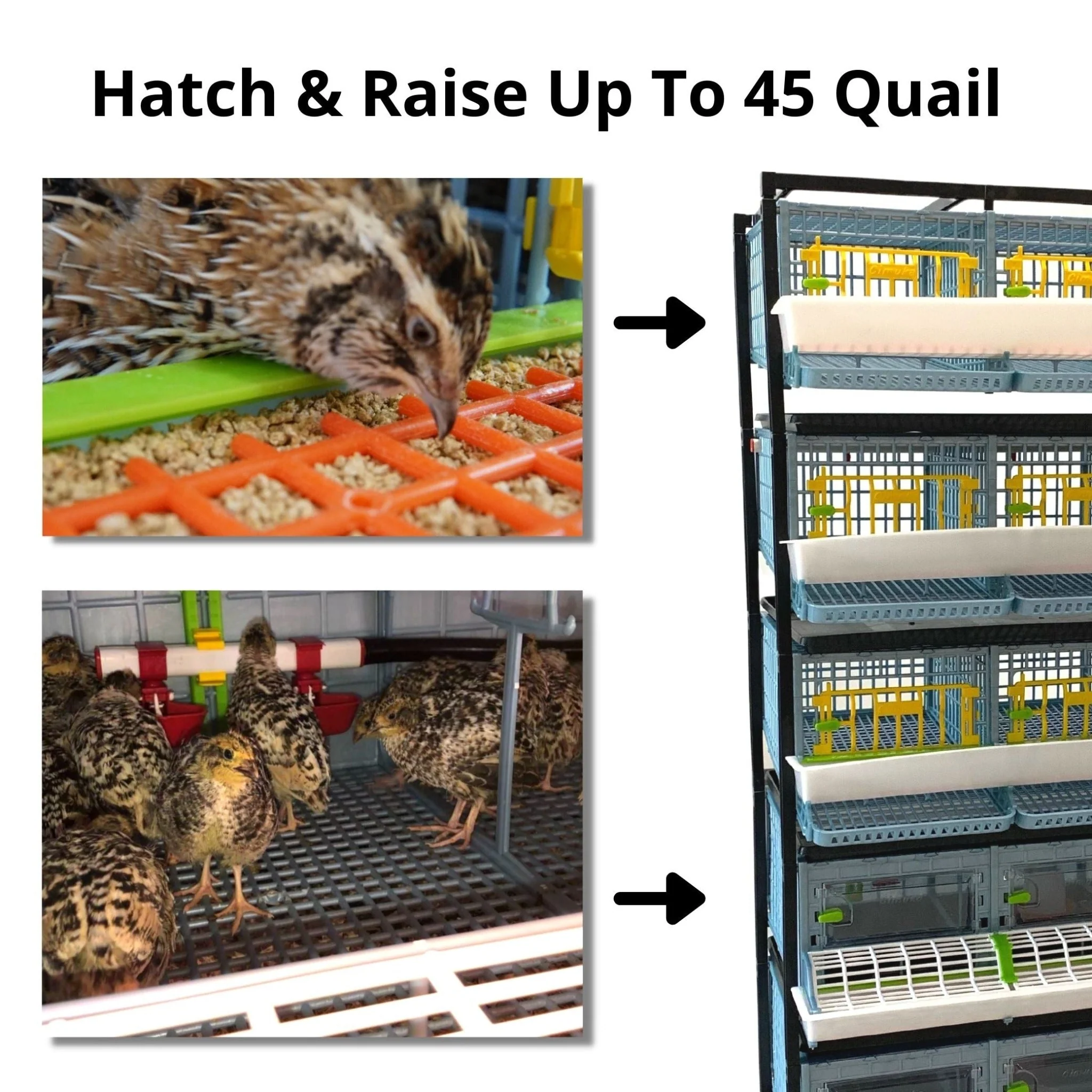 Quail Semi-Pro Kit - Image 2