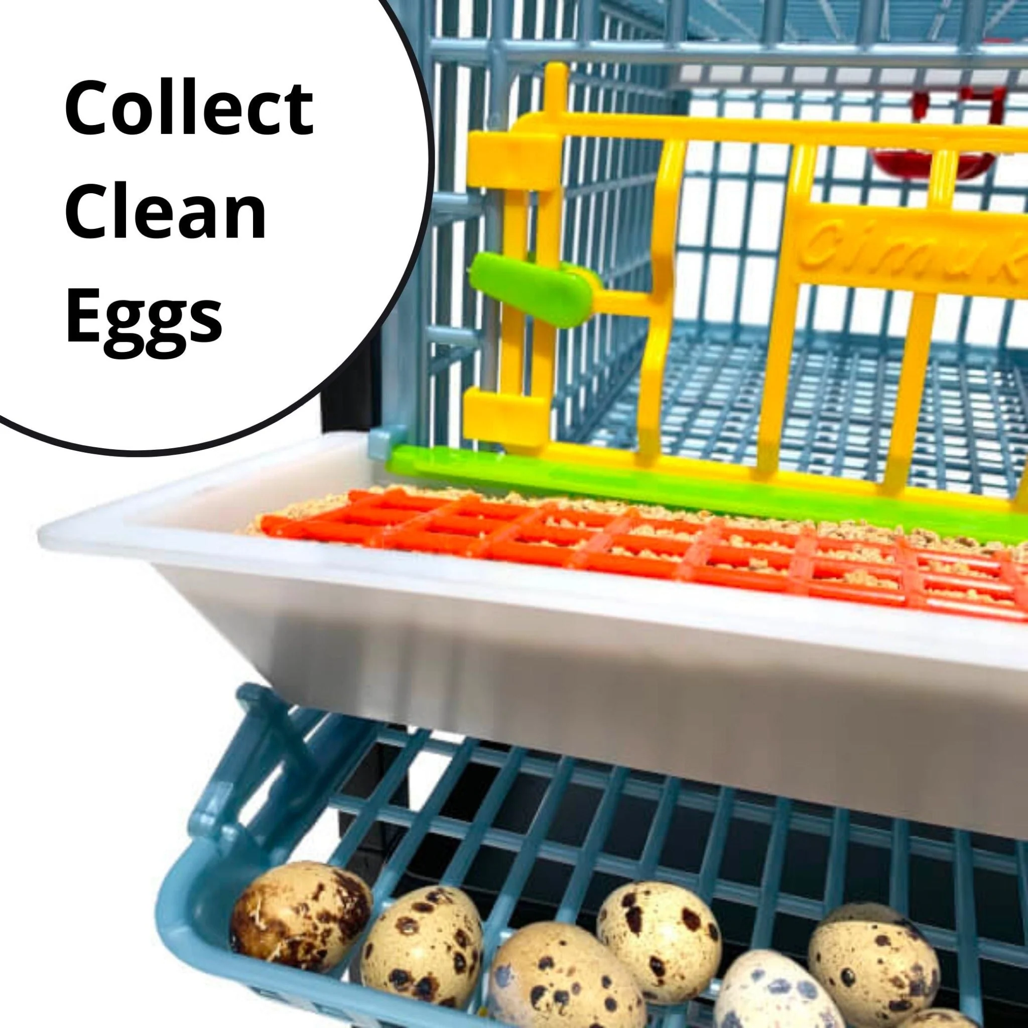 Quail Starter Kit - Image 6