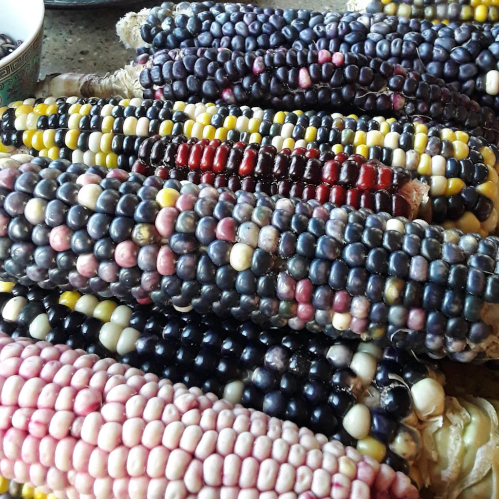 Rainbow Corn Landrace - Image 2