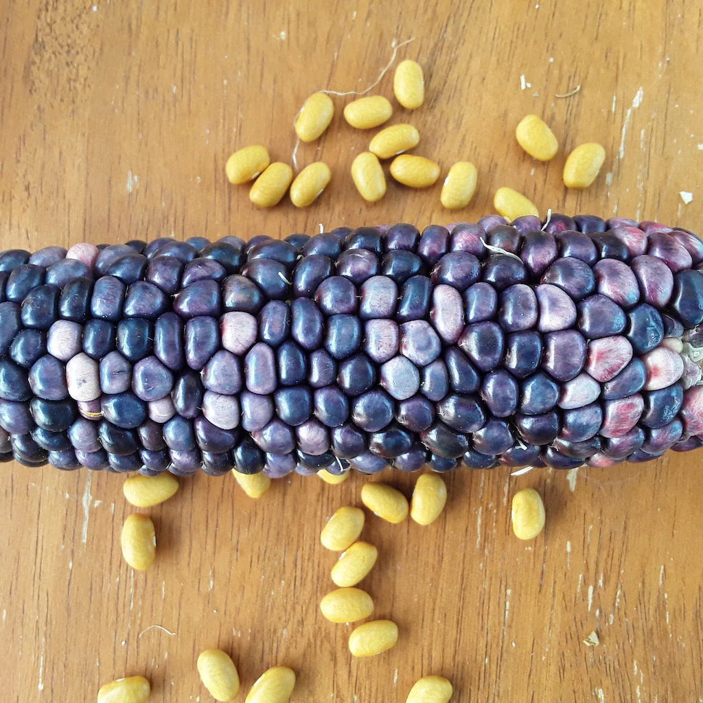 Rainbow Corn Landrace - Image 5