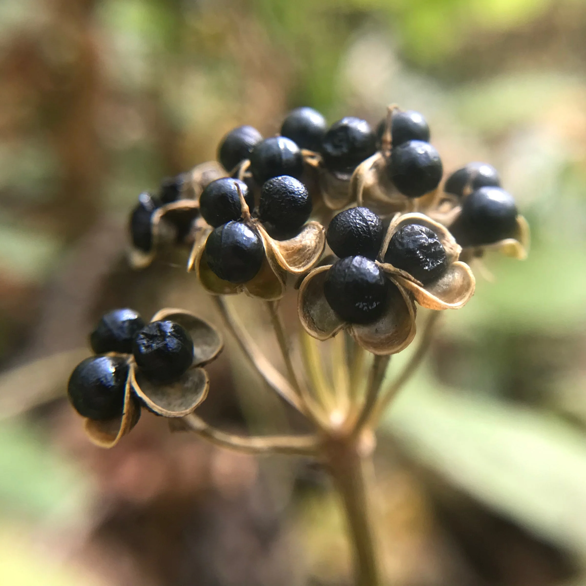 Ramp aka Wild Leeks (Allium tricoccum) - Image 4