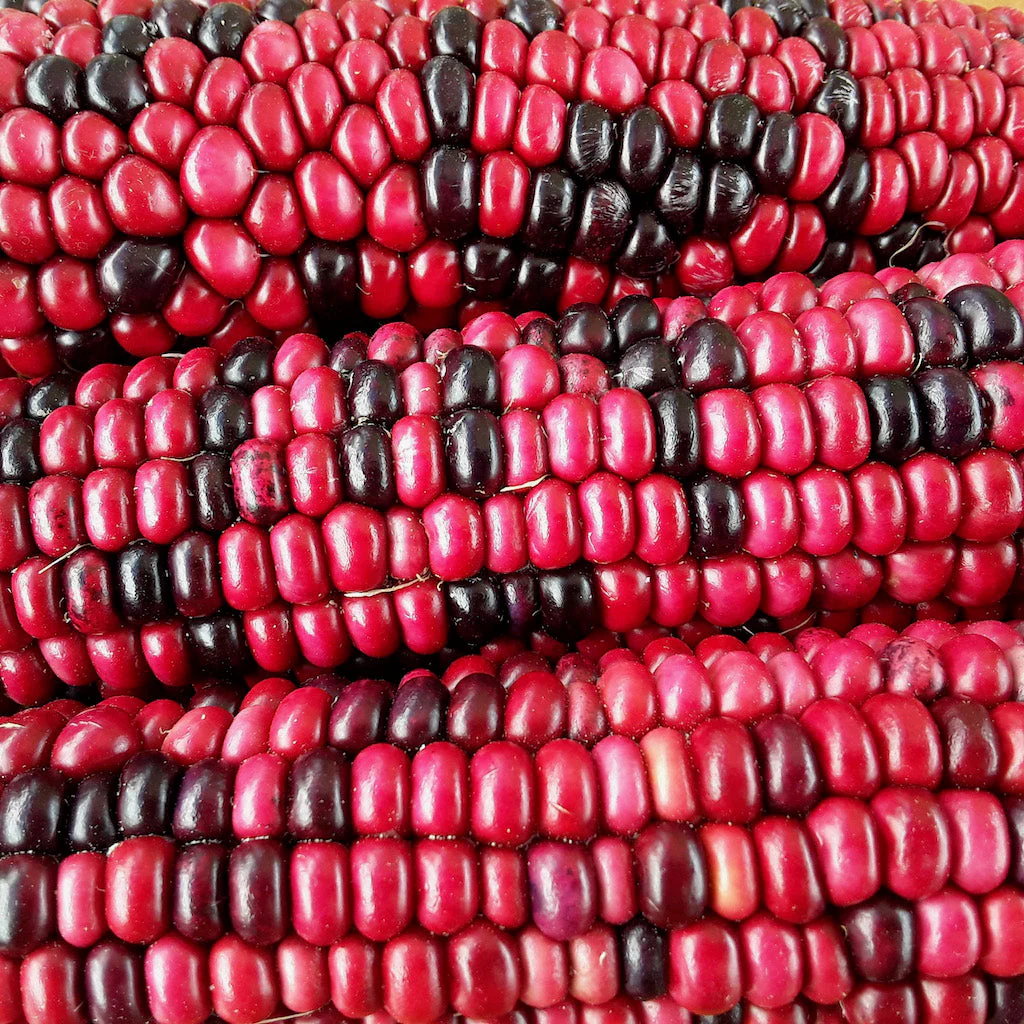 Red Rainbow Corn Landrace - Image 2