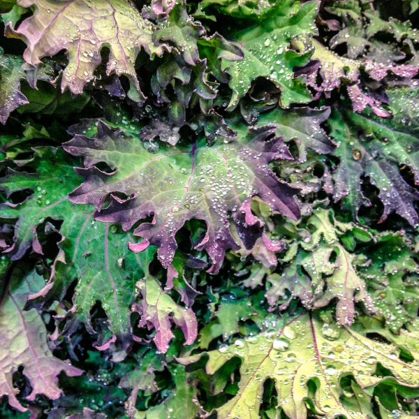 Red Russian Kale - Image 3