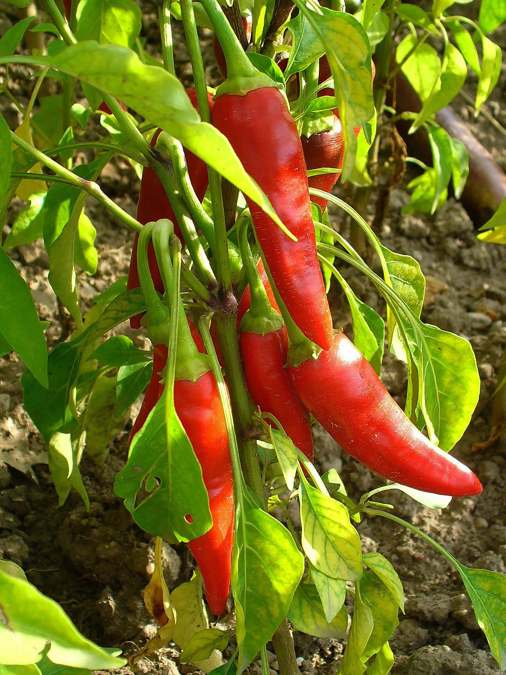 Ring O' Fire Cayenne - Image 2