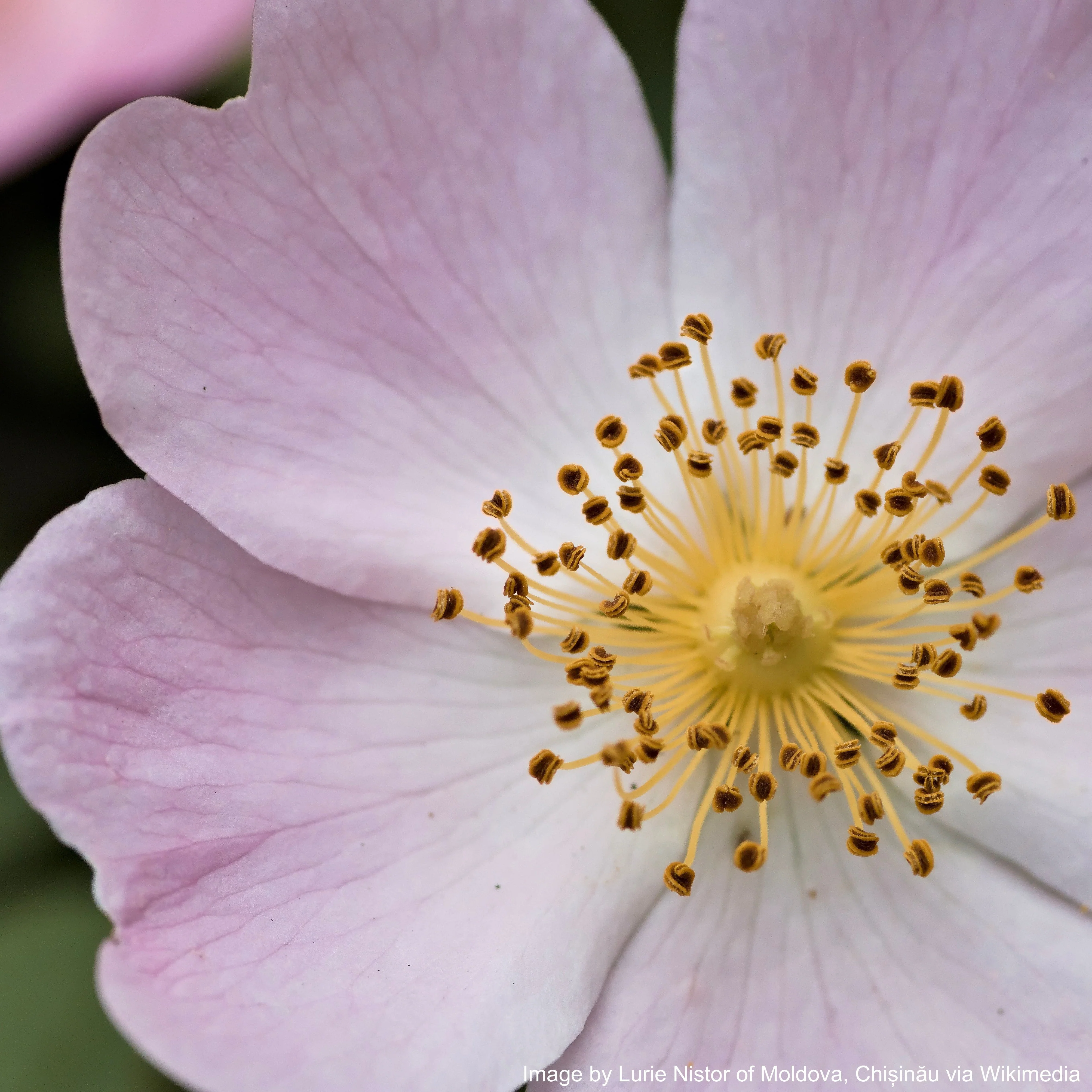 Rose, Wild Prairie (Rosa arkansana)