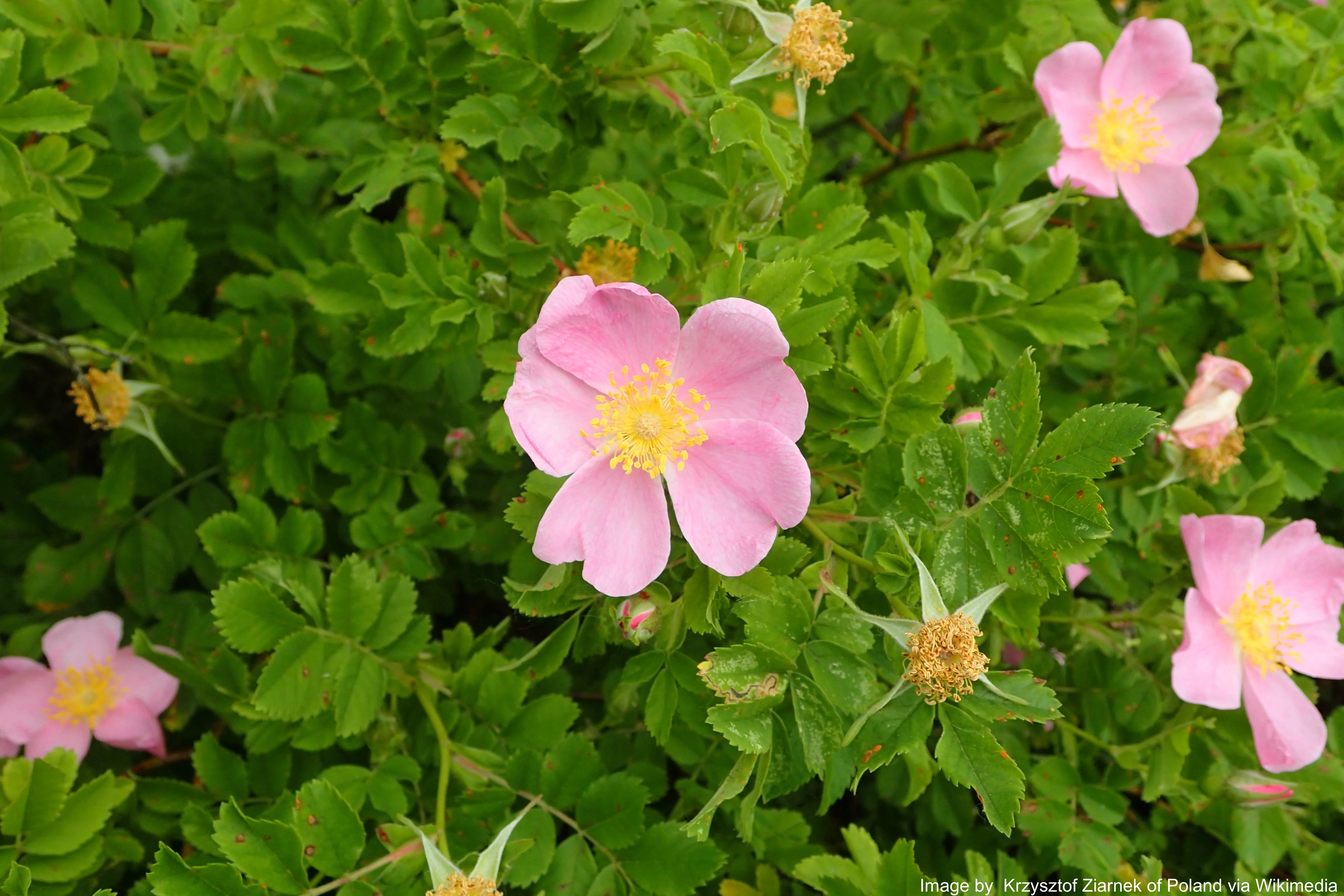Rose, Wild Prairie (Rosa arkansana) - Image 2
