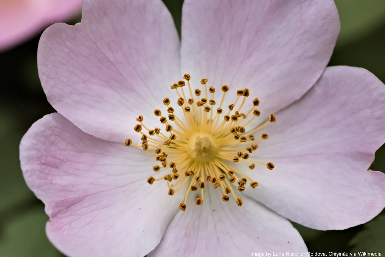 Rose, Wild Prairie (Rosa arkansana) - Image 5