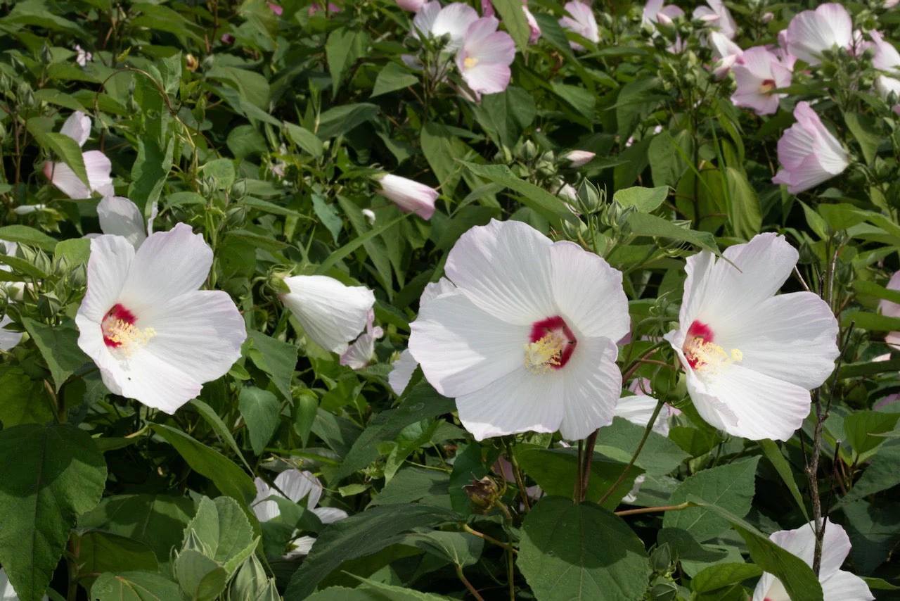 Rosemallow (Hibiscus moscheutos) - Image 2