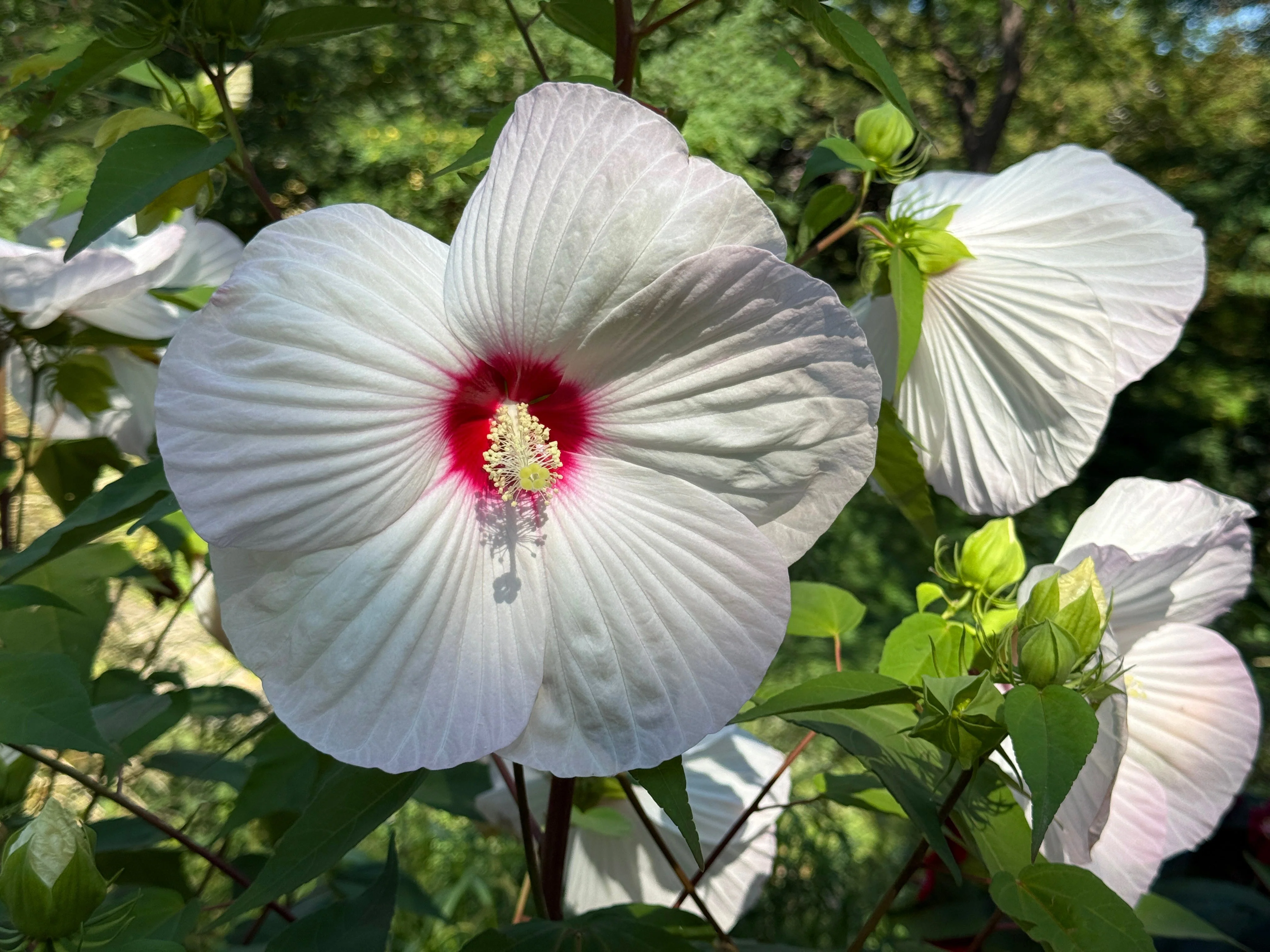 Rosemallow (Hibiscus moscheutos) - Image 3
