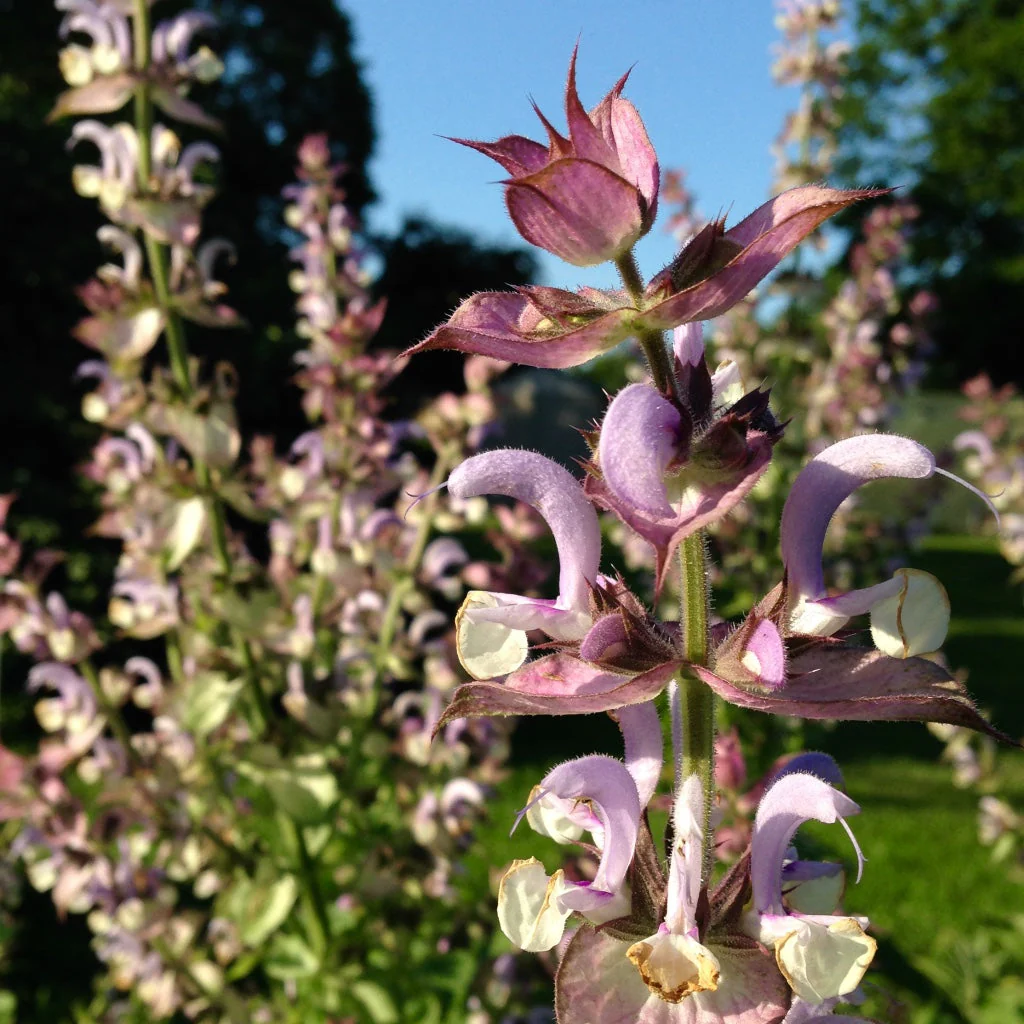 Sage, Clary (Salvia sclarea) - Image 3