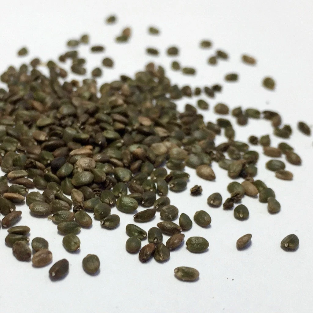 Sage, Dan-shen Gansu (Salvia przewalskii) - Image 2
