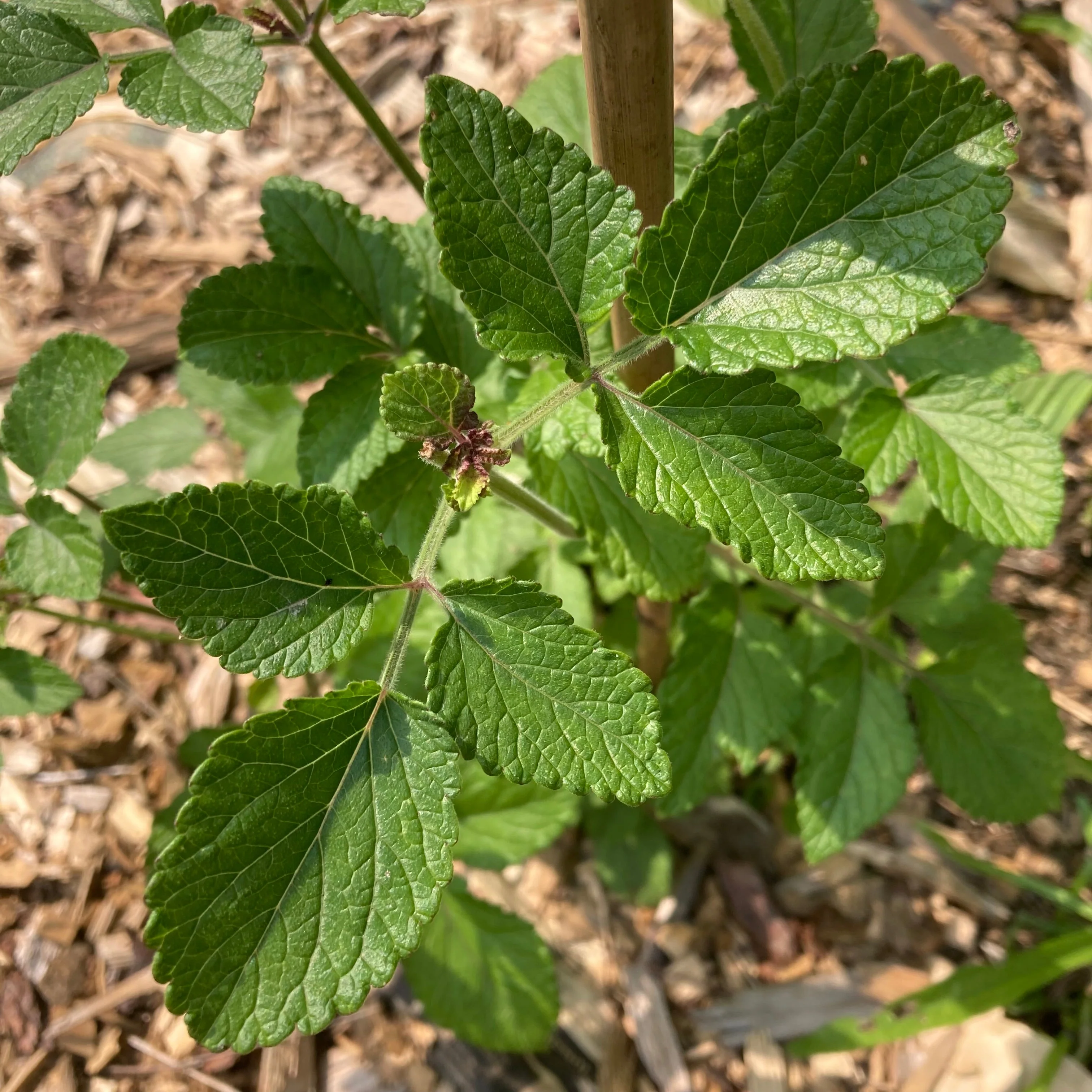 Sage, Dan-shen miltiorrhiza (Salvia miltiorrhiza) - Image 2
