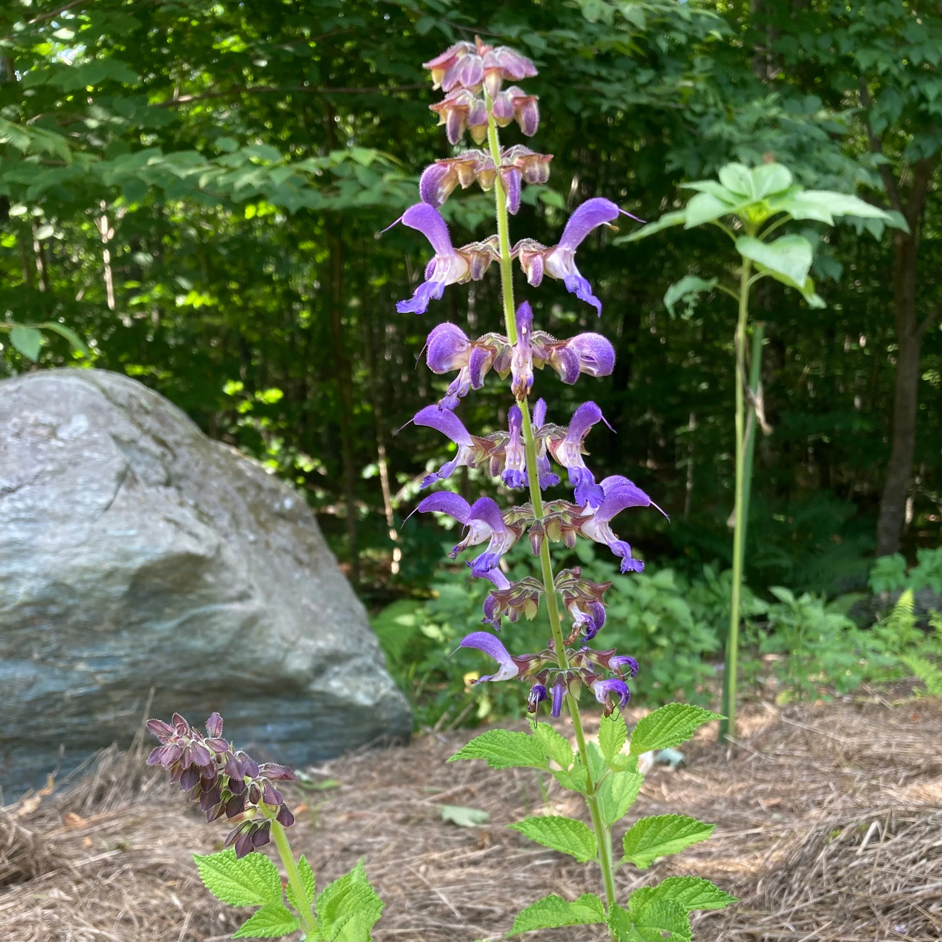 Sage, Dan-shen miltiorrhiza (Salvia miltiorrhiza) - Image 3