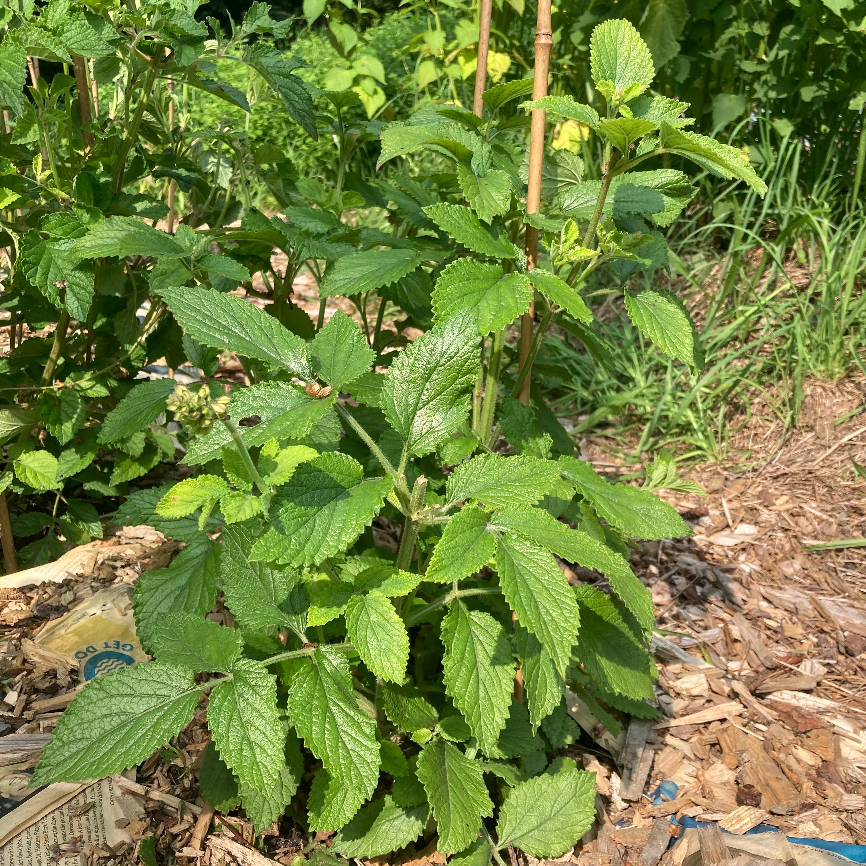 Sage, Dan-shen miltiorrhiza (Salvia miltiorrhiza) - Image 4