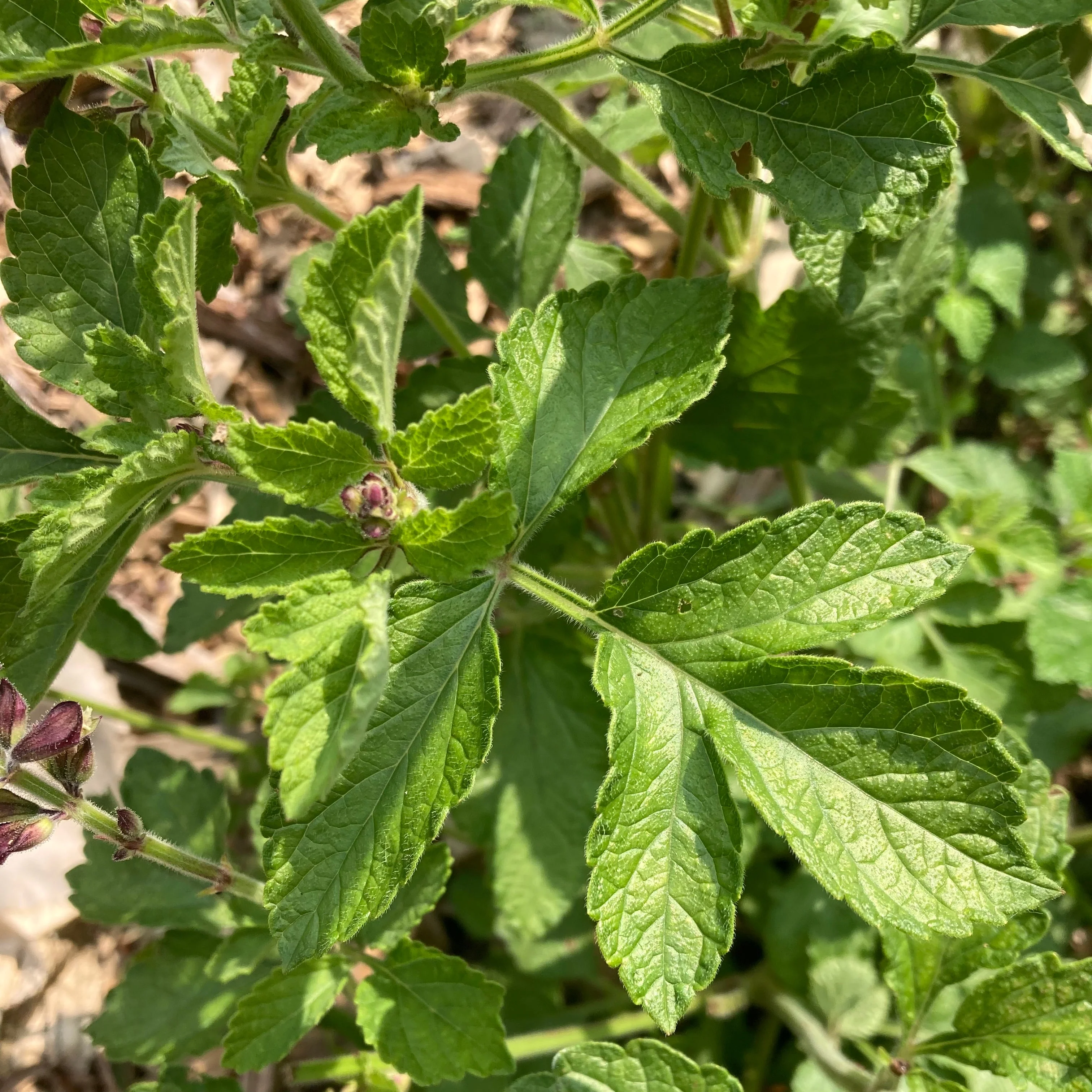 Sage, Dan-shen miltiorrhiza (Salvia miltiorrhiza) - Image 5