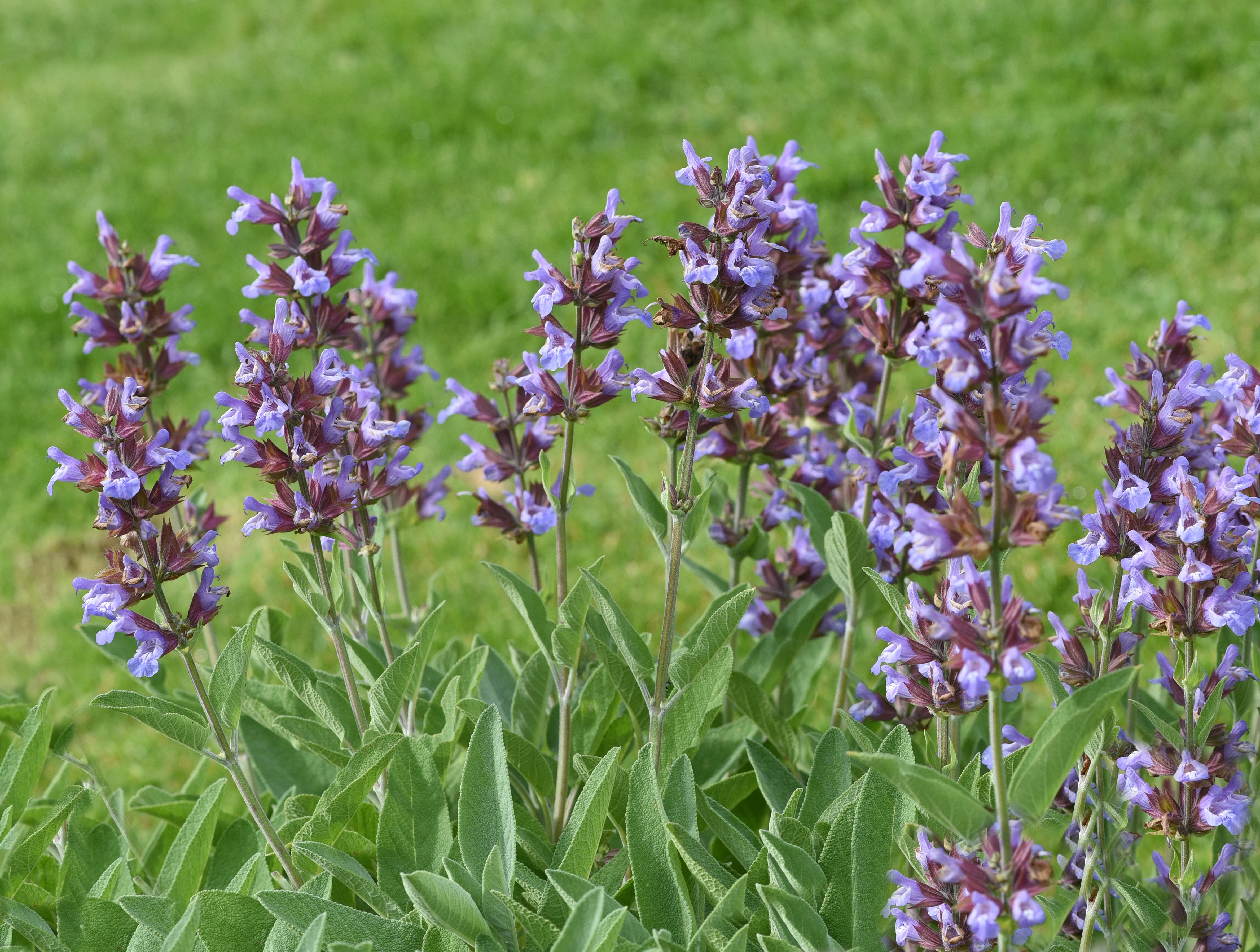 Sage, Garden (Salvia officinalis) - Image 2