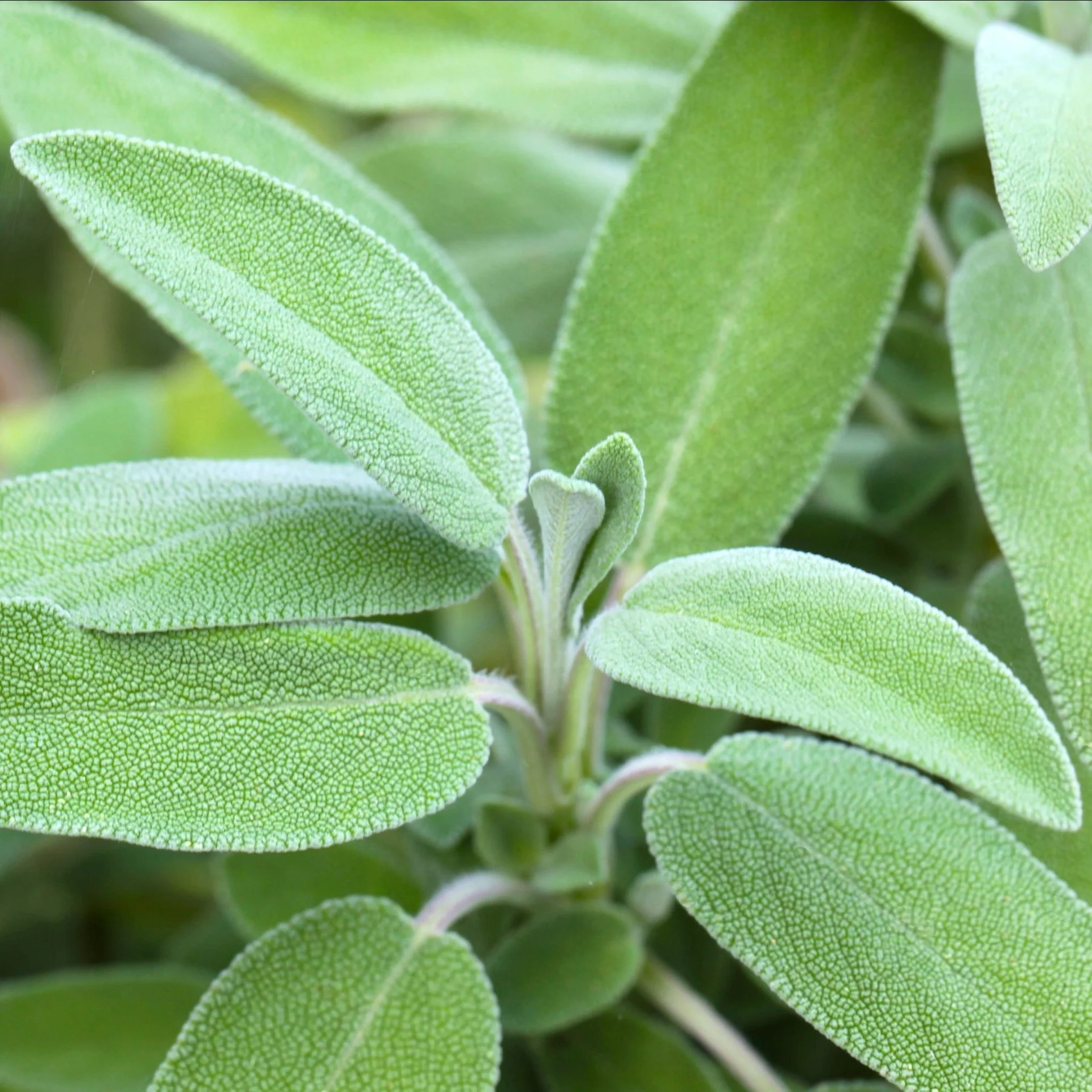 Sage, Garden (Salvia officinalis) - Image 3