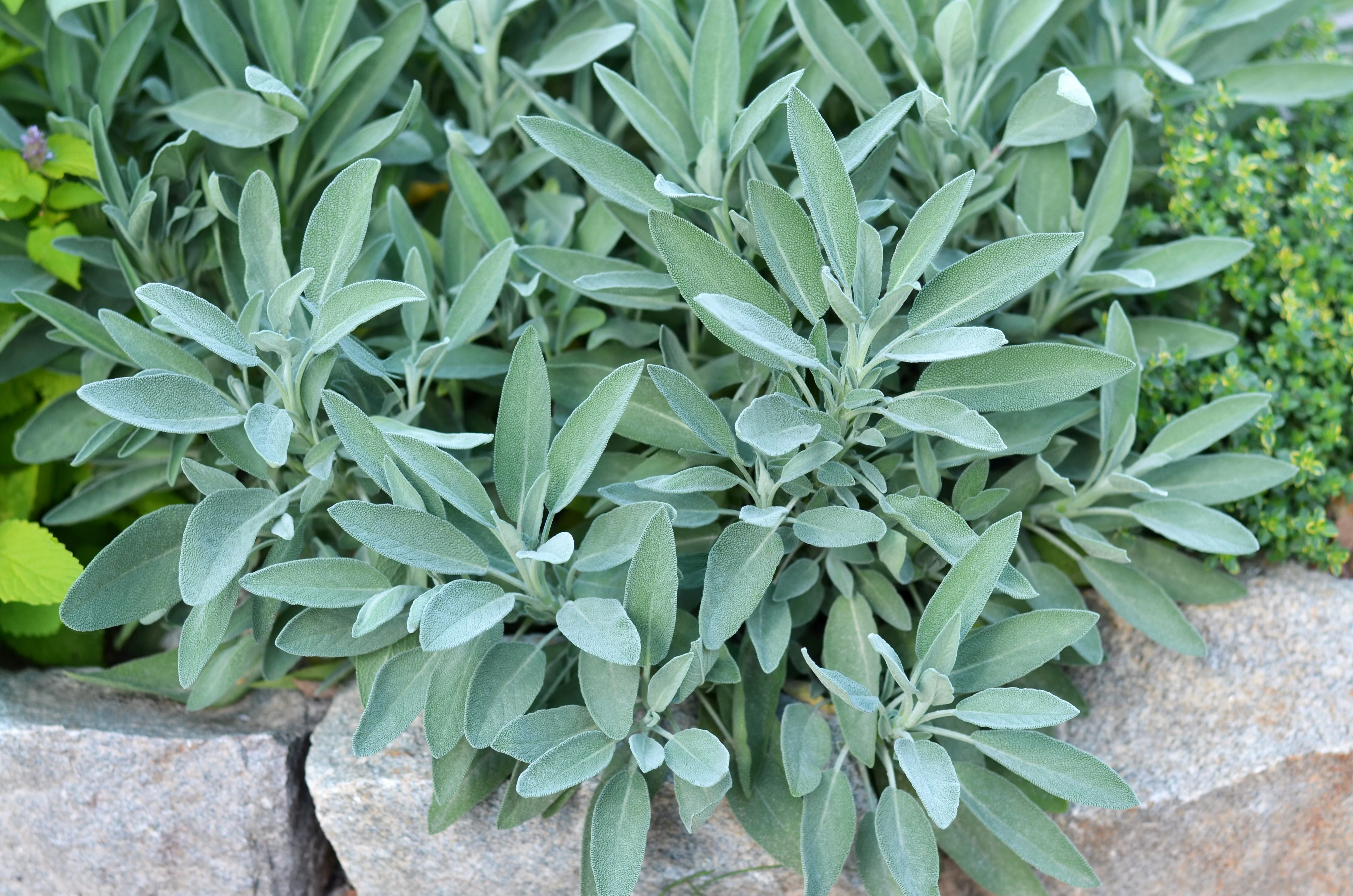 Sage, Garden (Salvia officinalis) - Image 4
