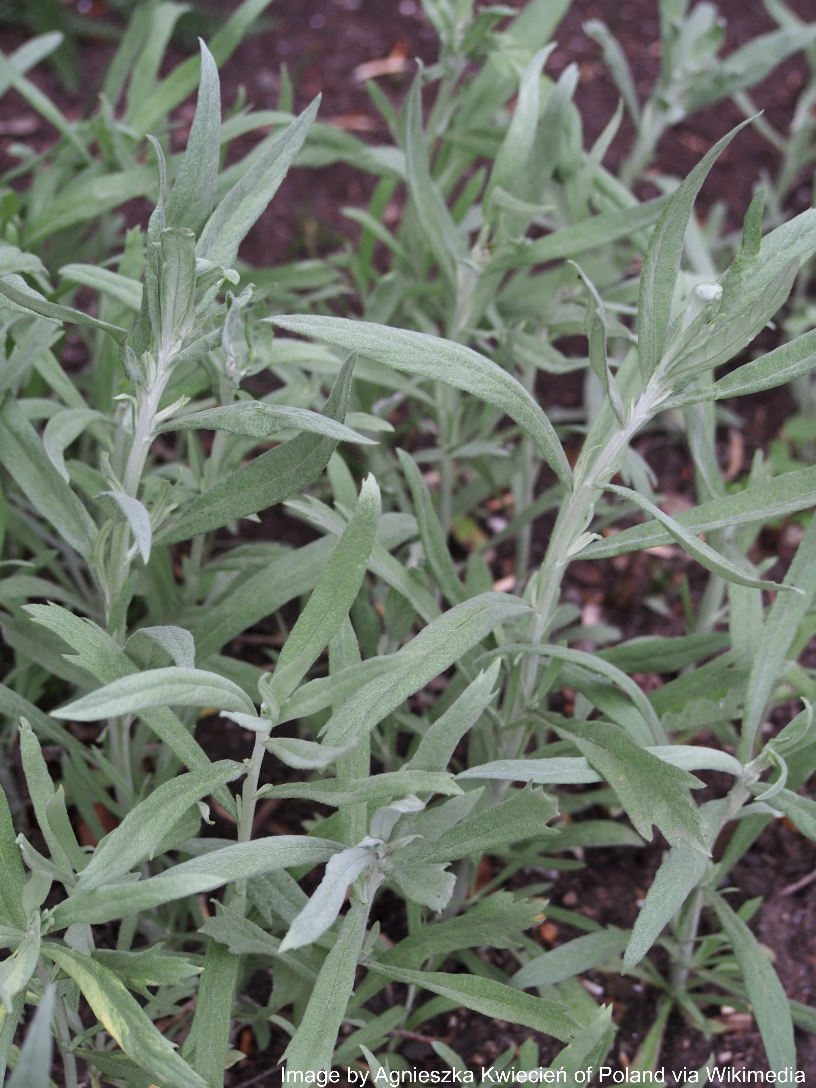 Sage, Prairie (Artemisia ludoviciana) - Image 2