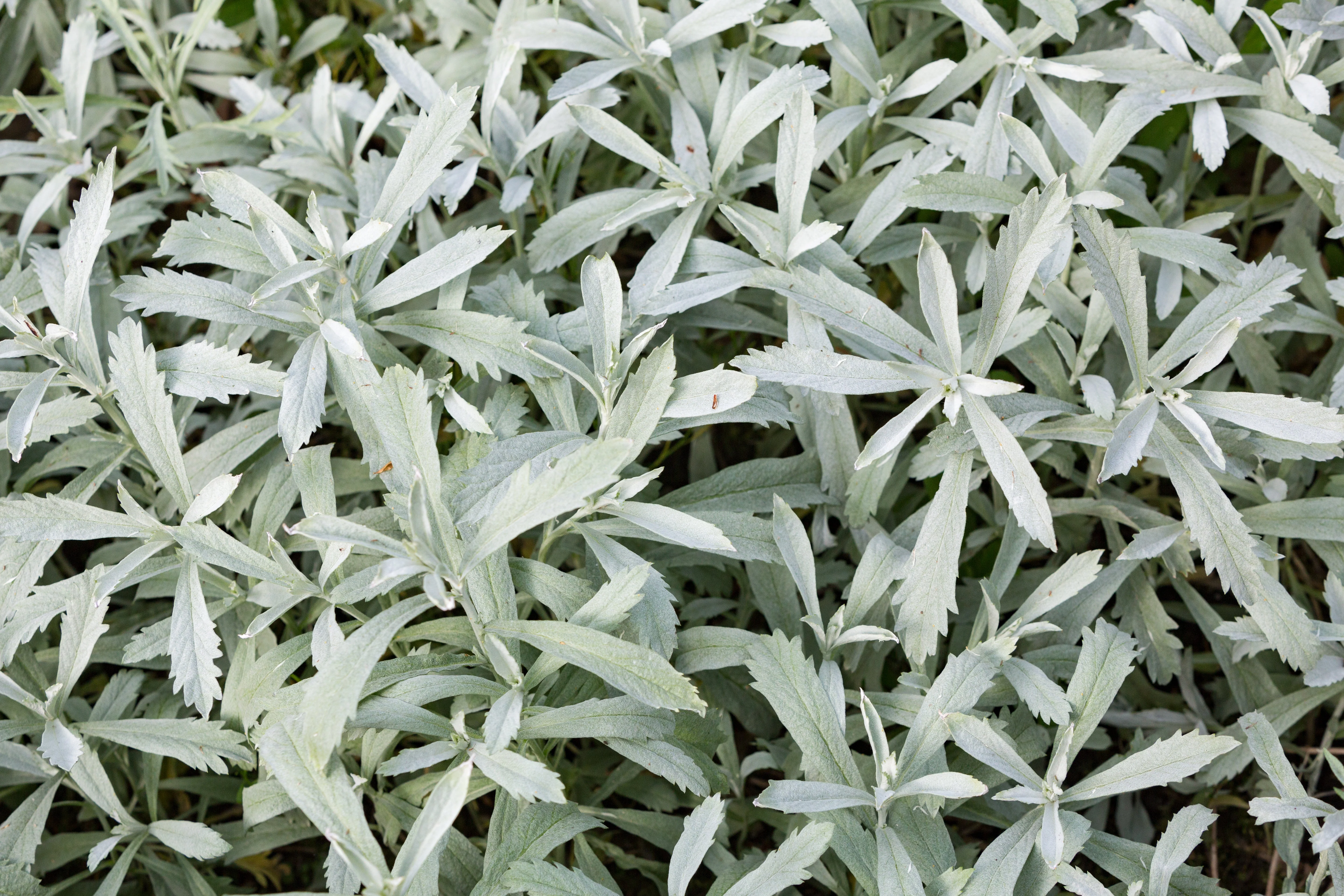Sage, Prairie (Artemisia ludoviciana) - Image 3